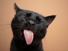 Les secrets fascinants de la langue du chat Les secrets fascinants de la langue du chat