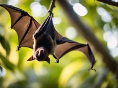 Les principales idées reçues sur les chauves-souris : mythe ou réalité ? Les principales idées reçues sur les chauves-souris : mythe ou réalité ?