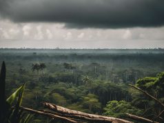 La déforestation en Amazonie : des impacts jusque dans votre quotidien La déforestation en Amazonie : des impacts jusque dans votre quotidien
