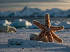 Arctique : comment l’étoile de mer menace les ours polaires Arctique : comment l'étoile de mer menace les ours polaires