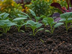 Cet engrais naturel que vous jetez tous les jours est 10 fois plus puissant que le compost pour vos plantes d’automne Cet engrais naturel que vous jetez tous les jours est 10 fois plus puissant que le compost pour vos plantes d’automne