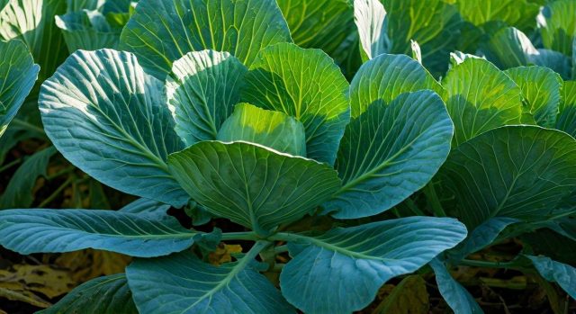 Adieu les pucerons sur les choux : la pulvérisation à faire absolument en septembre pour sauver vos récoltes