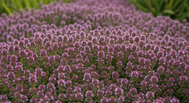 Le couvre-sol parfumé qui se plante maintenant et embaume le jardin au printemps sans rien faire